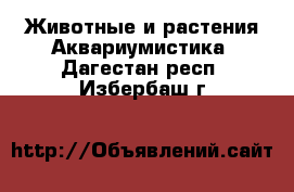 Животные и растения Аквариумистика. Дагестан респ.,Избербаш г.